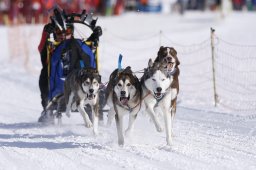 Lenk 2013